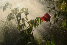 fot.Aleksandra Szafrańska Marzenia malowane deszczem